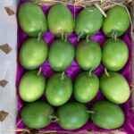 Export quality alphonso mango